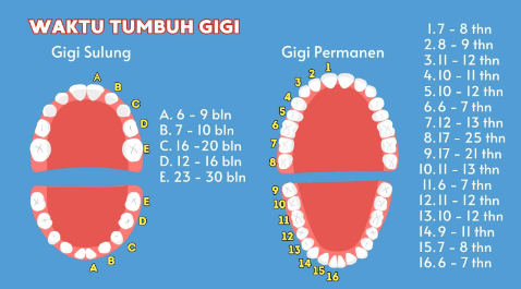 Waktu tumbuh gigi anak