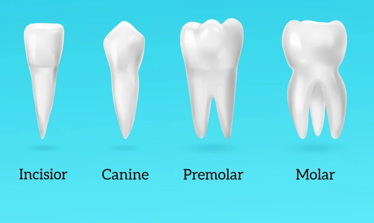 jumlah gigi orang dewasa