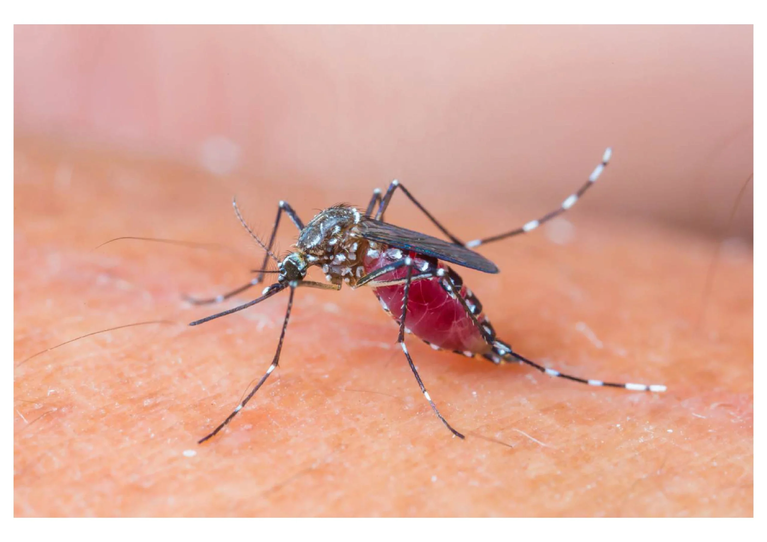 Aedes aegyptiWabah demam berdarah