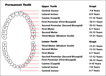 batas usia tumbuh gigi