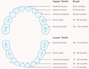 urutan pertumbuhan gigi anak